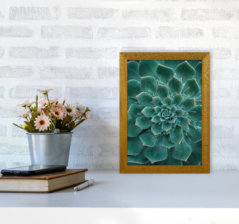 Green Succulent Plant Photography Print by Victoria Frost A4 Print Only