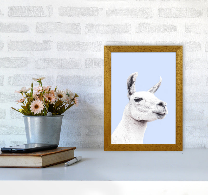 Blue Llama Photography Print by Victoria Frost A4 Print Only