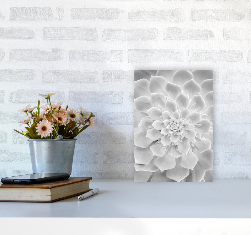 White Succulent Plant Photography Print by Victoria Frost A4 Black Frame
