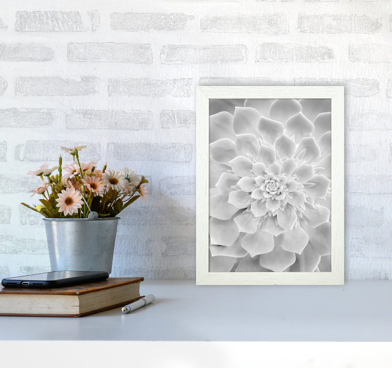 White Succulent Plant Photography Print by Victoria Frost A4 Oak Frame