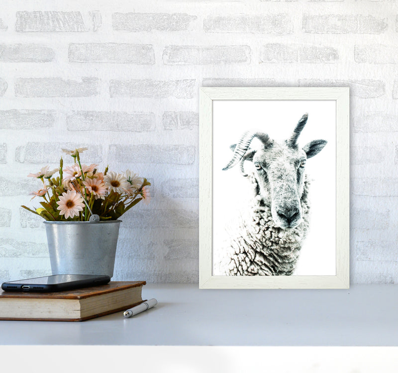 Sheep Photography Print by Victoria Frost A4 Oak Frame
