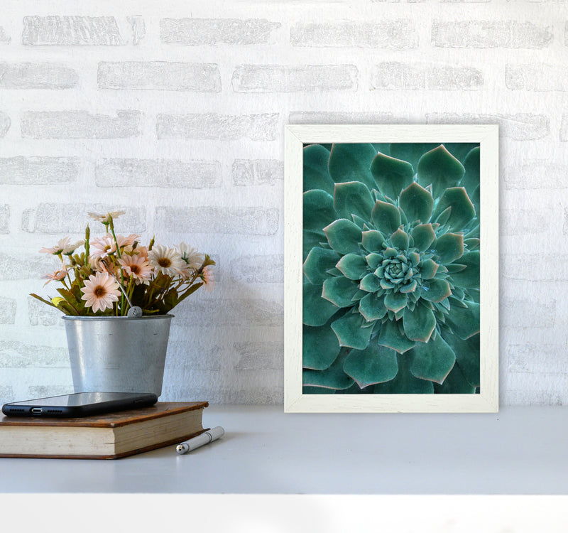 Green Succulent Plant Photography Print by Victoria Frost A4 Oak Frame