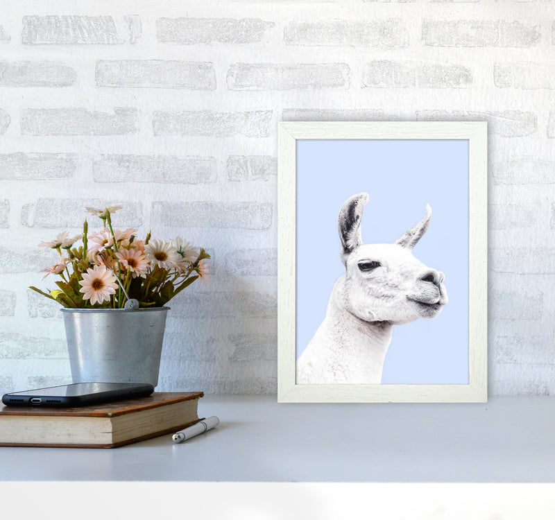 Blue Llama Photography Print by Victoria Frost A4 Oak Frame