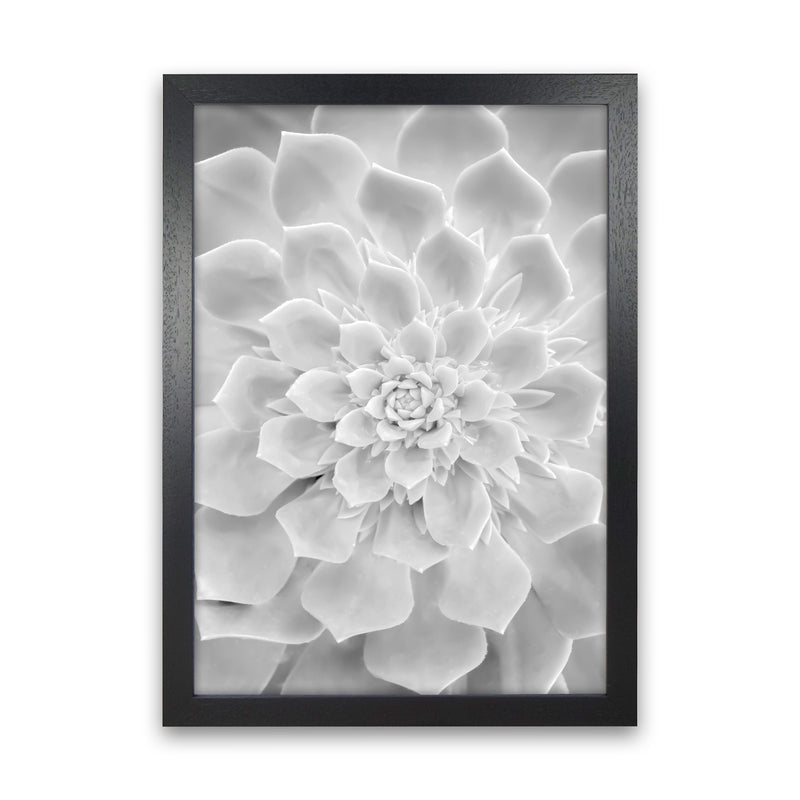 White Succulent Plant Photography Print by Victoria Frost Black Grain