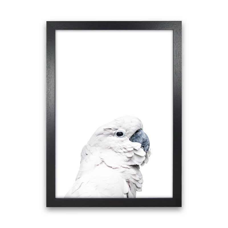 White Cockatoo Photography Print by Victoria Frost Black Grain