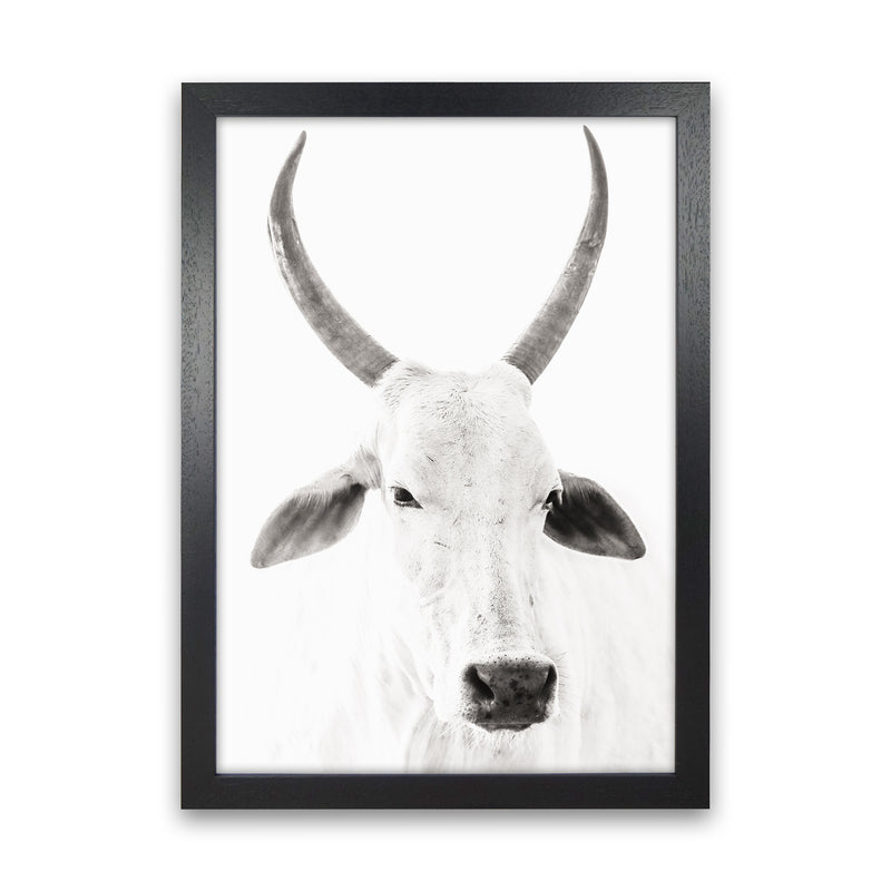White Cow I Photography Print by Victoria Frost Black Grain