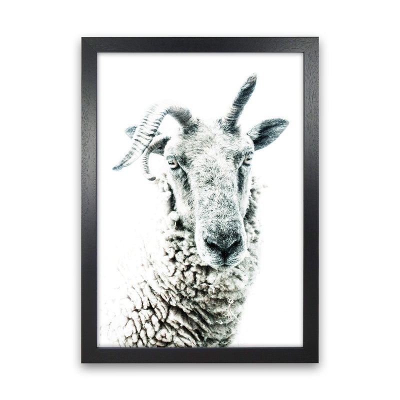 Sheep Photography Print by Victoria Frost Black Grain