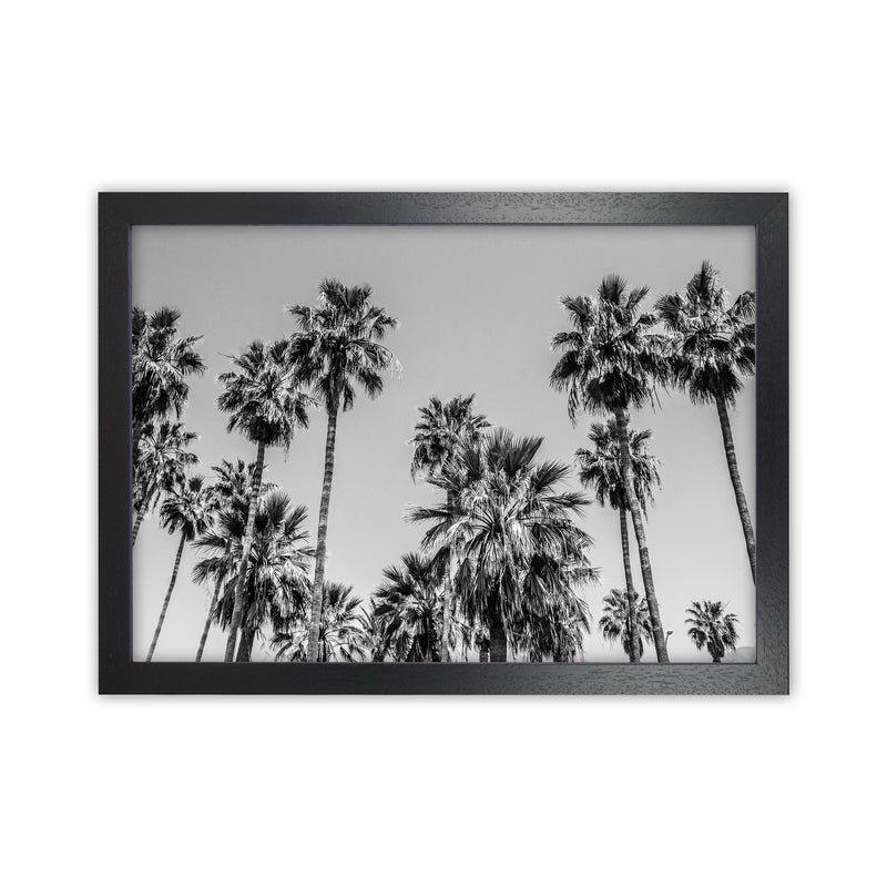 Sabal palmetto I Palm Trees Photography Print by Victoria Frost Black Grain