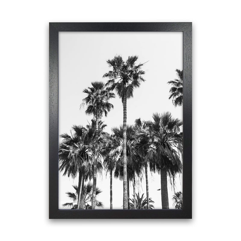 Sabal palmetto II Palm trees Photography Print by Victoria Frost Black Grain
