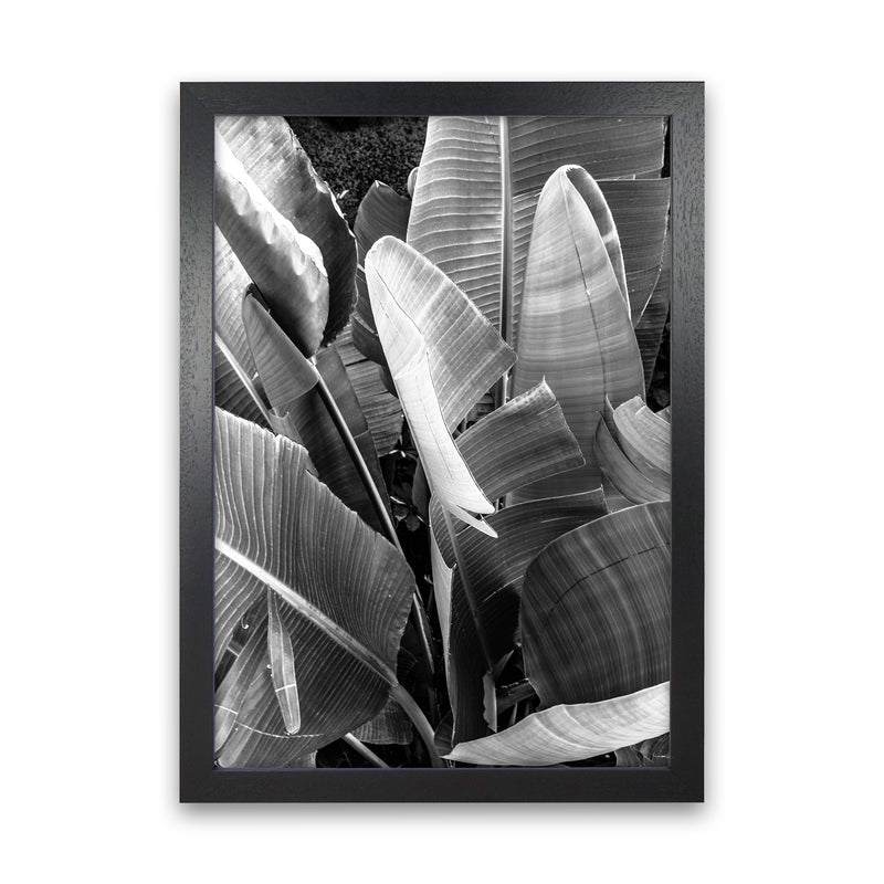 Palms Leafs Photography Print by Victoria Frost Black Grain