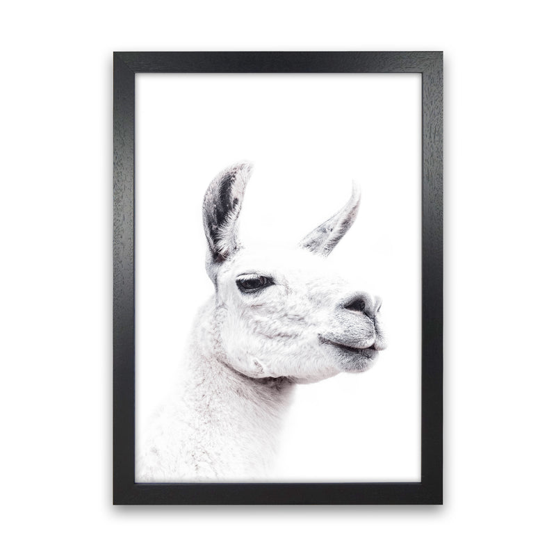 Llama I Photography Print by Victoria Frost Black Grain