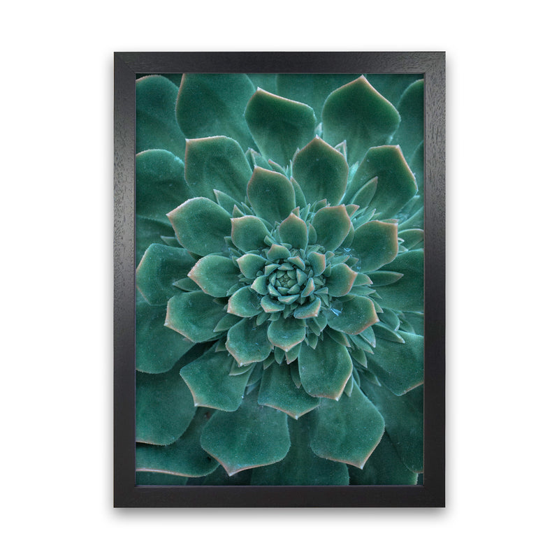 Green Succulent Plant Photography Print by Victoria Frost Black Grain