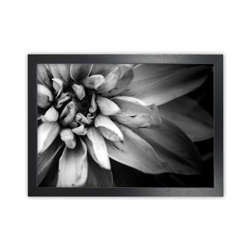 Flower Petals I  Photography Print by Victoria Frost Black Grain
