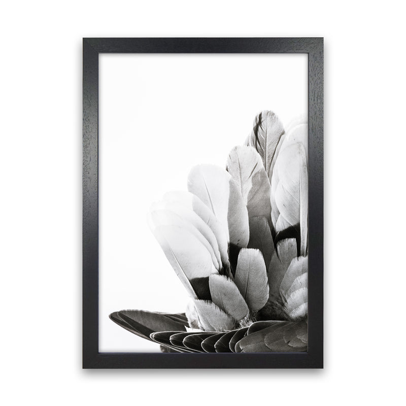 Feathers Photography Print by Victoria Frost Black Grain