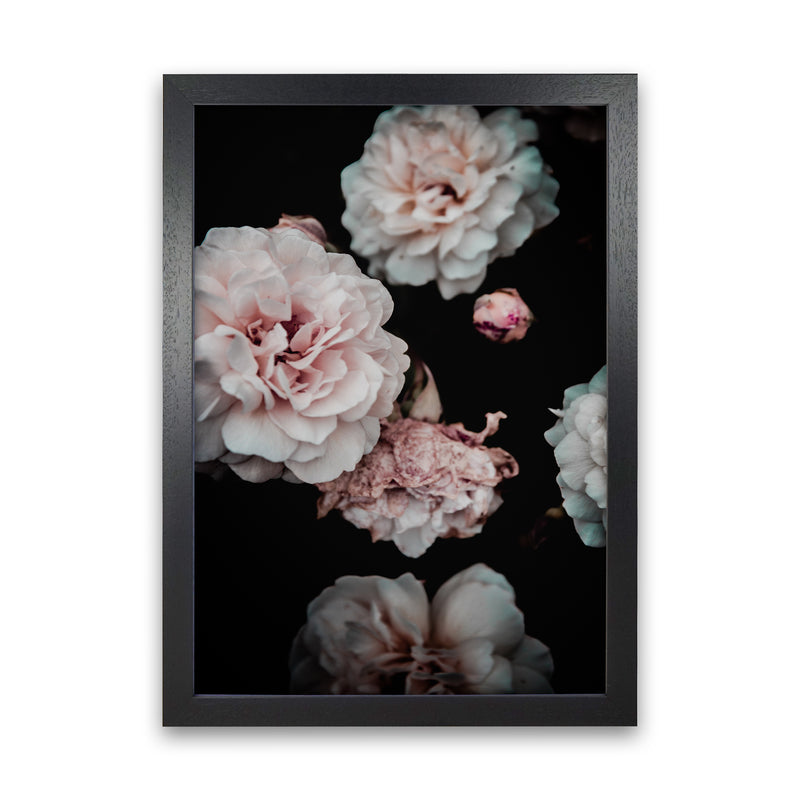 Crisp Pink Photography Print by Victoria Frost Black Grain