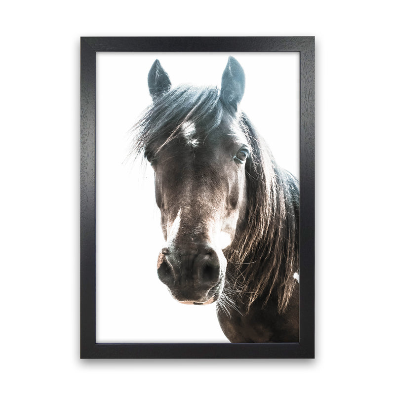 Brown Horse Photography Print by Victoria Frost Black Grain