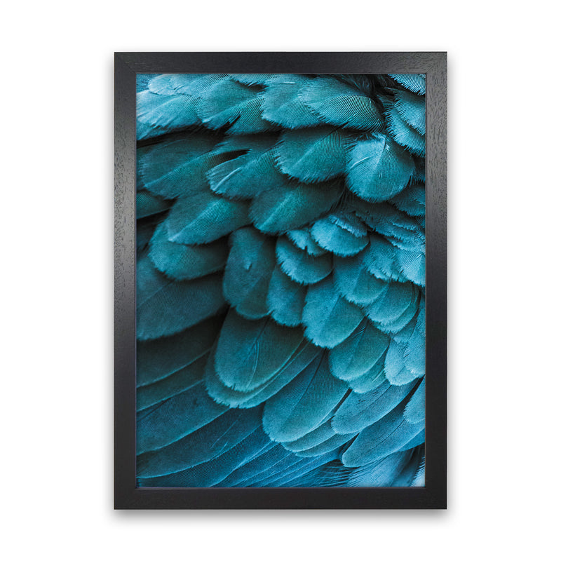 Blue Feathers Photography Print by Victoria Frost Black Grain
