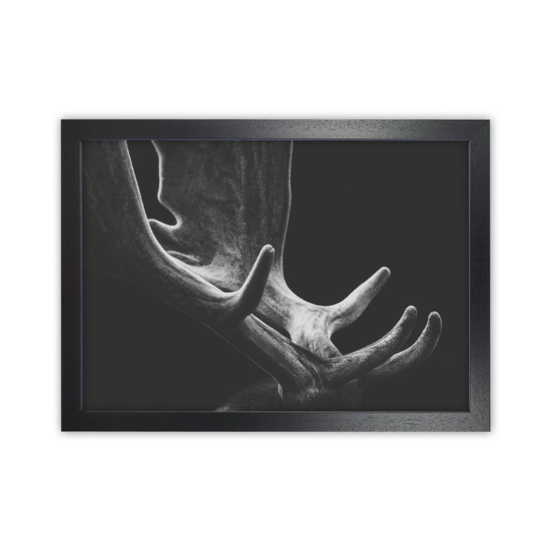 Antlers Photography Print by Victoria Frost Black Grain