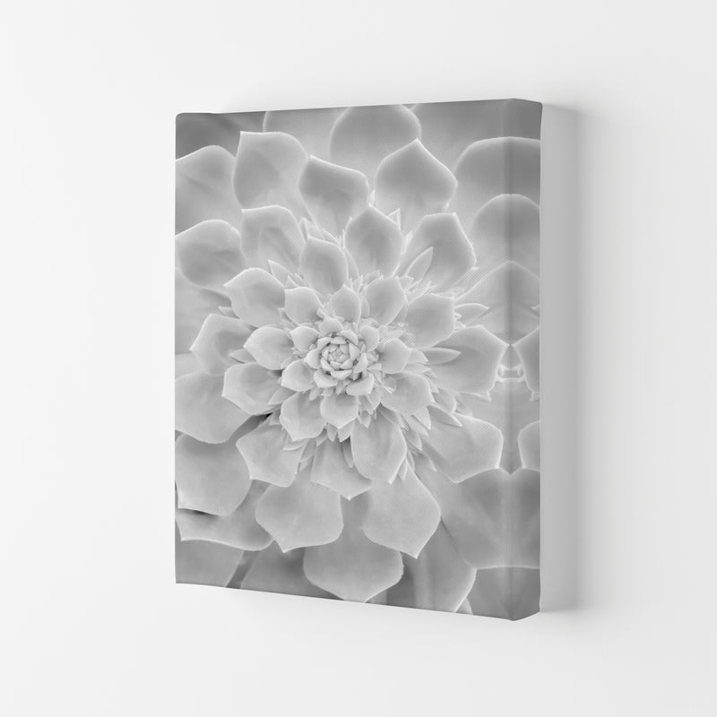 White Succulent Plant Photography Print by Victoria Frost Canvas