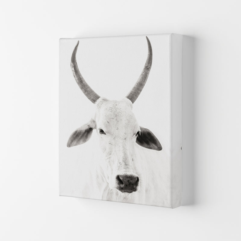 White Cow I Photography Print by Victoria Frost Canvas