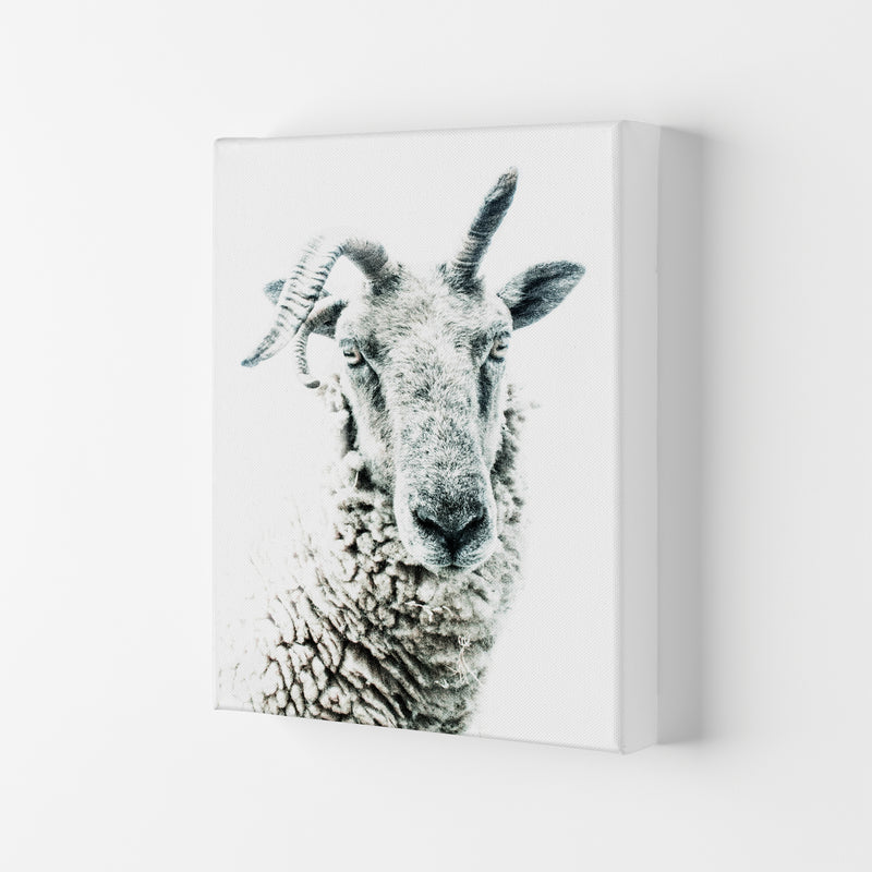 Sheep Photography Print by Victoria Frost Canvas