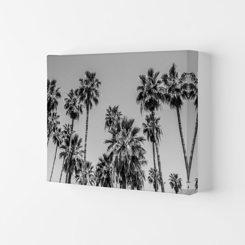 Sabal palmetto I Palm Trees Photography Print by Victoria Frost Canvas