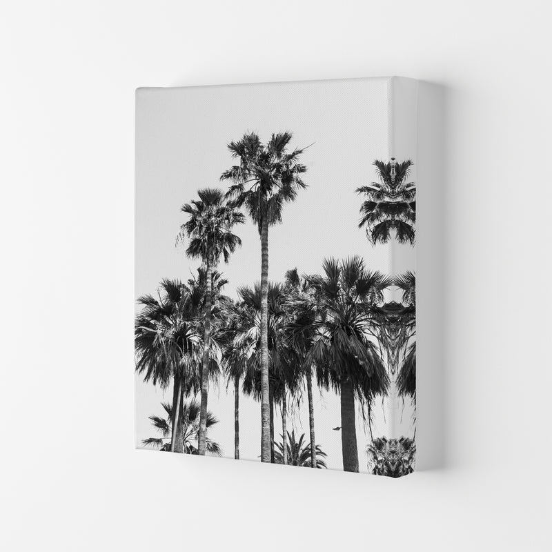 Sabal palmetto II Palm trees Photography Print by Victoria Frost Canvas
