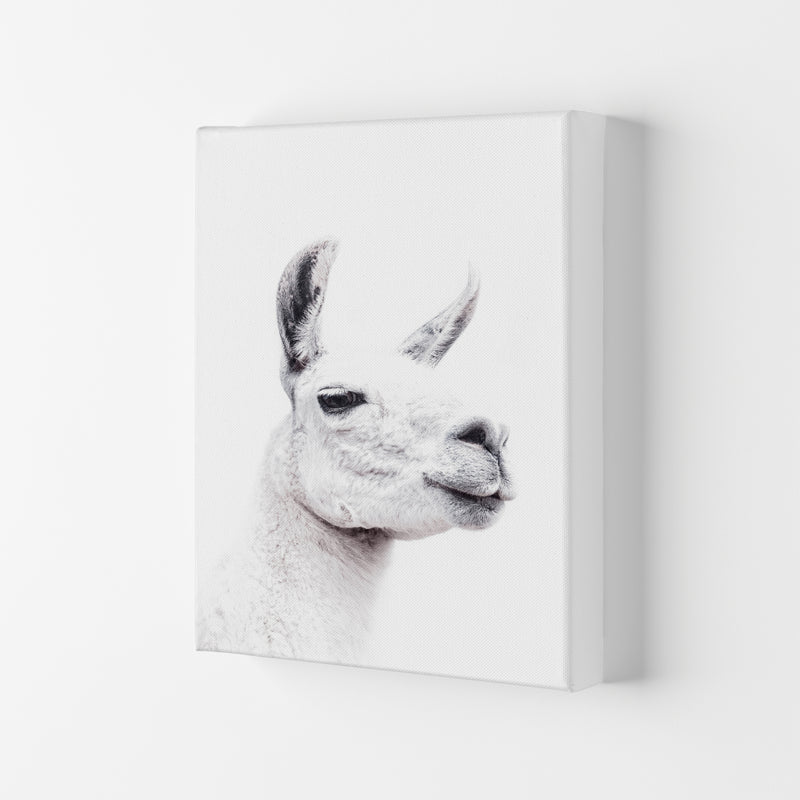 Llama I Photography Print by Victoria Frost Canvas