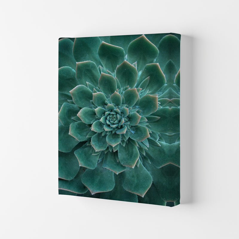 Green Succulent Plant Photography Print by Victoria Frost Canvas