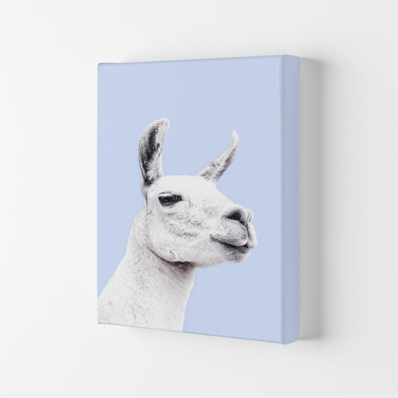 Blue Llama Photography Print by Victoria Frost Canvas