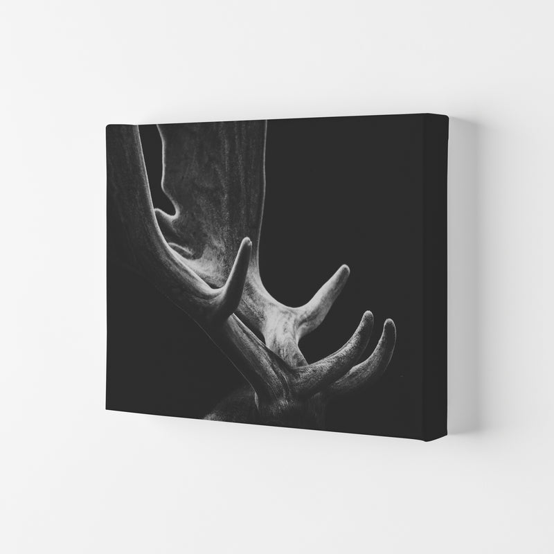Antlers Photography Print by Victoria Frost Canvas