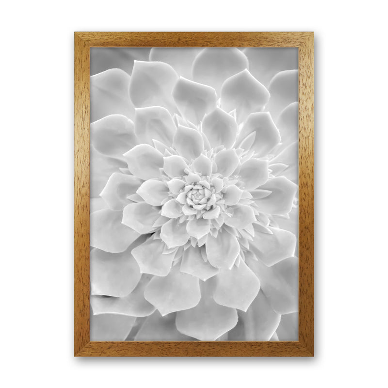 White Succulent Plant Photography Print by Victoria Frost Oak Grain