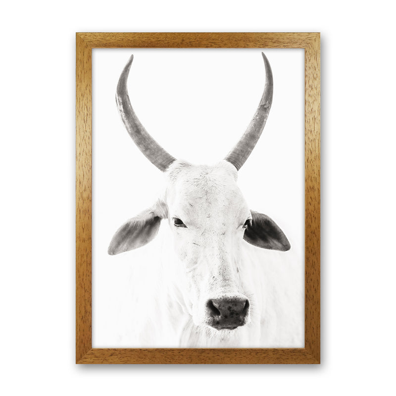 White Cow I Photography Print by Victoria Frost Oak Grain