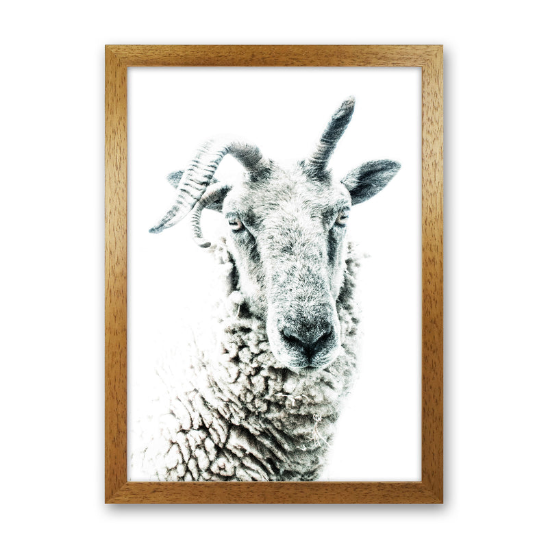 Sheep Photography Print by Victoria Frost Oak Grain