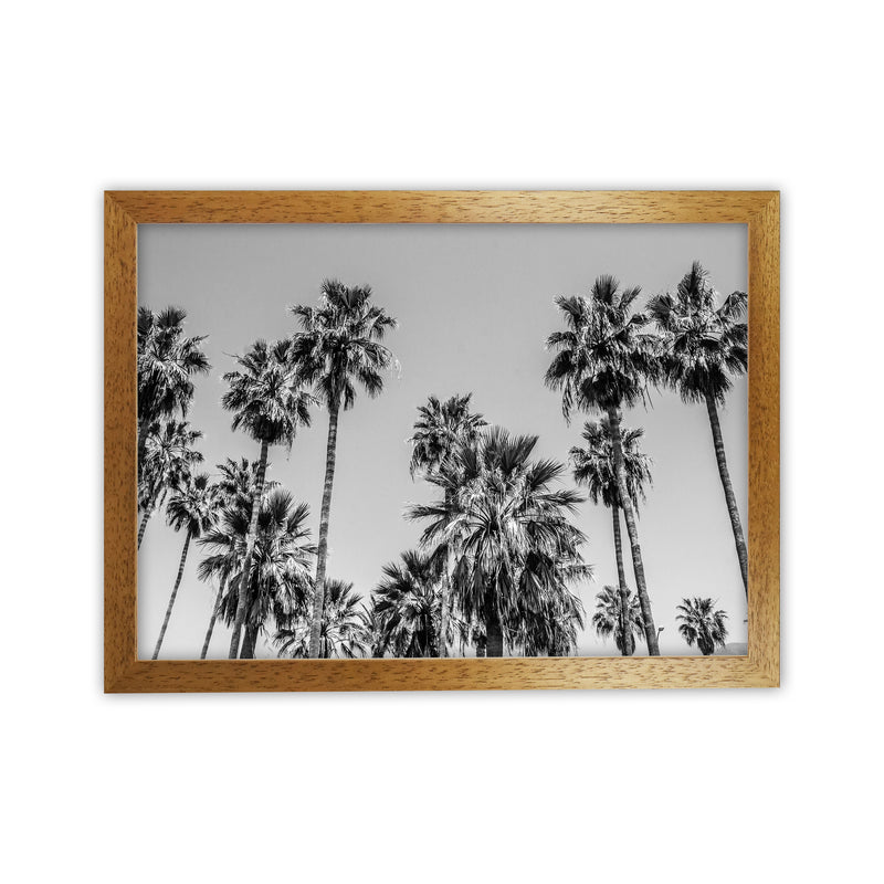 Sabal palmetto I Palm Trees Photography Print by Victoria Frost Oak Grain