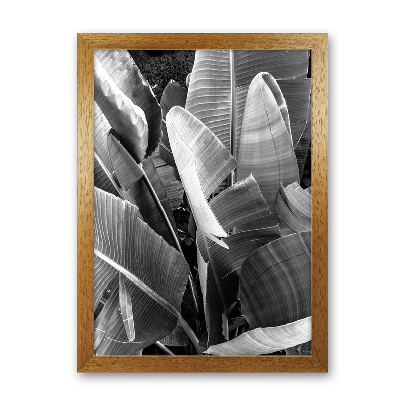 Palms Leafs Photography Print by Victoria Frost Oak Grain