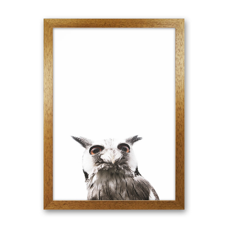 Lil Owl Photography Print by Victoria Frost Oak Grain