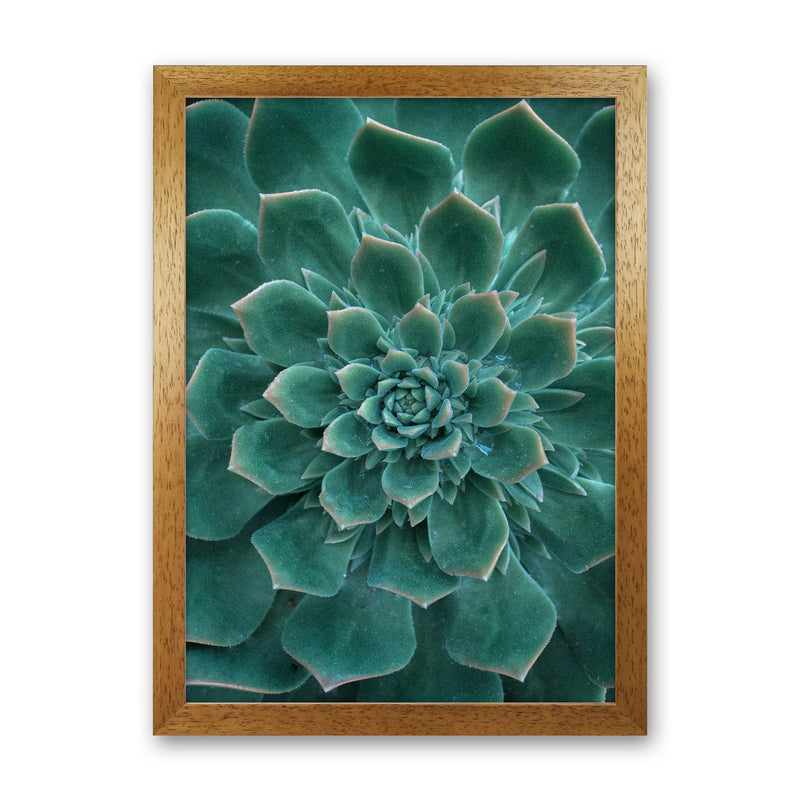 Green Succulent Plant Photography Print by Victoria Frost Oak Grain