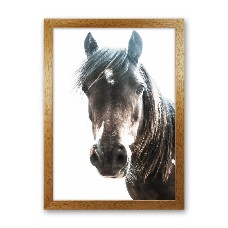 Brown Horse Photography Print by Victoria Frost Oak Grain
