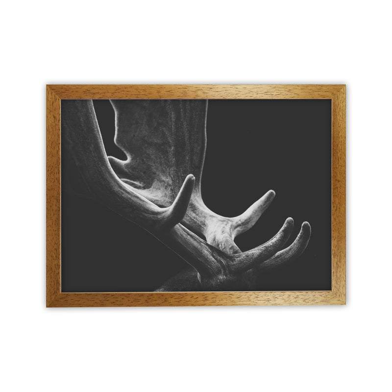 Antlers Photography Print by Victoria Frost Oak Grain