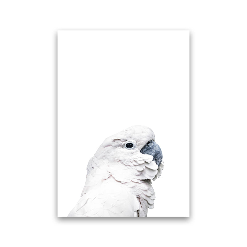 White Cockatoo Photography Print by Victoria Frost Print Only