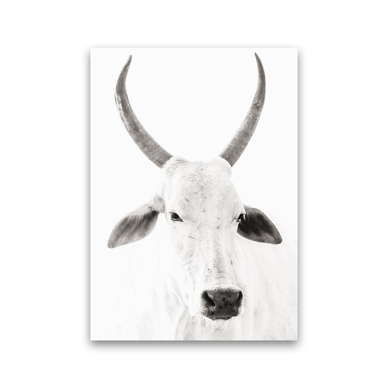 White Cow I Photography Print by Victoria Frost Print Only
