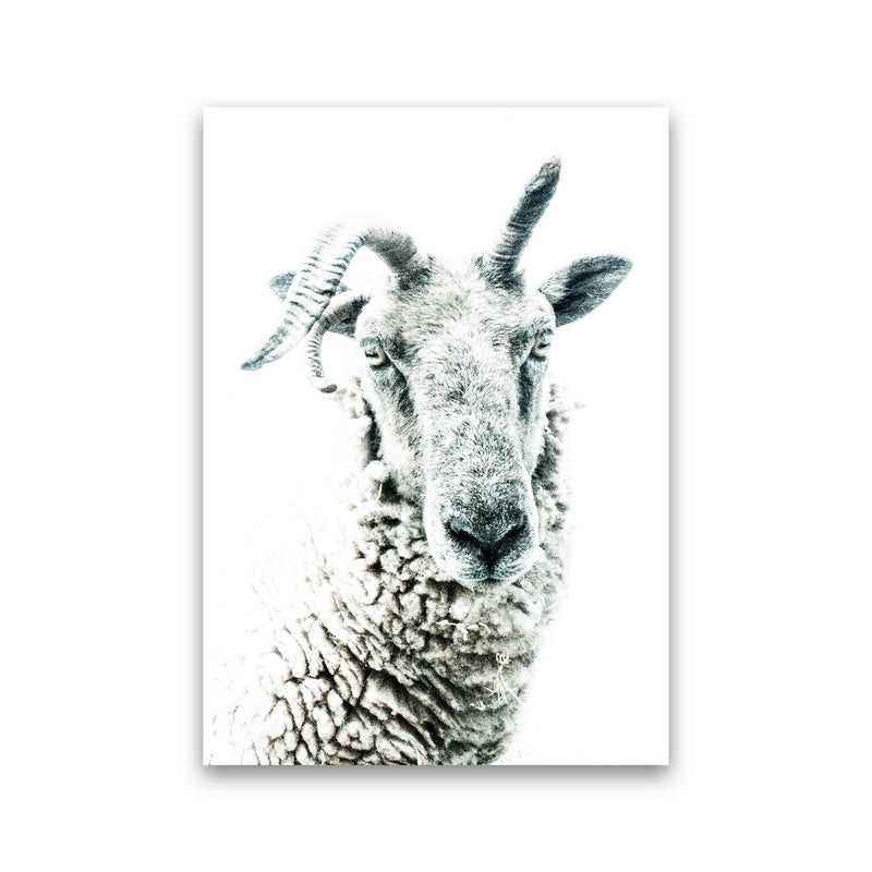 Sheep Photography Print by Victoria Frost Print Only