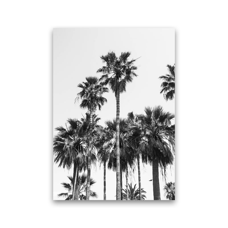 Sabal palmetto II Palm trees Photography Print by Victoria Frost Print Only