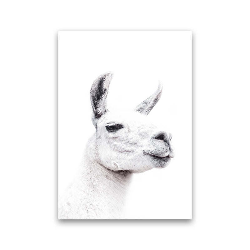 Llama I Photography Print by Victoria Frost Print Only