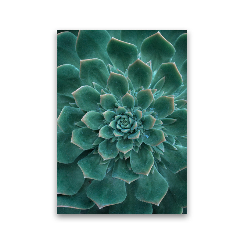 Green Succulent Plant Photography Print by Victoria Frost Print Only