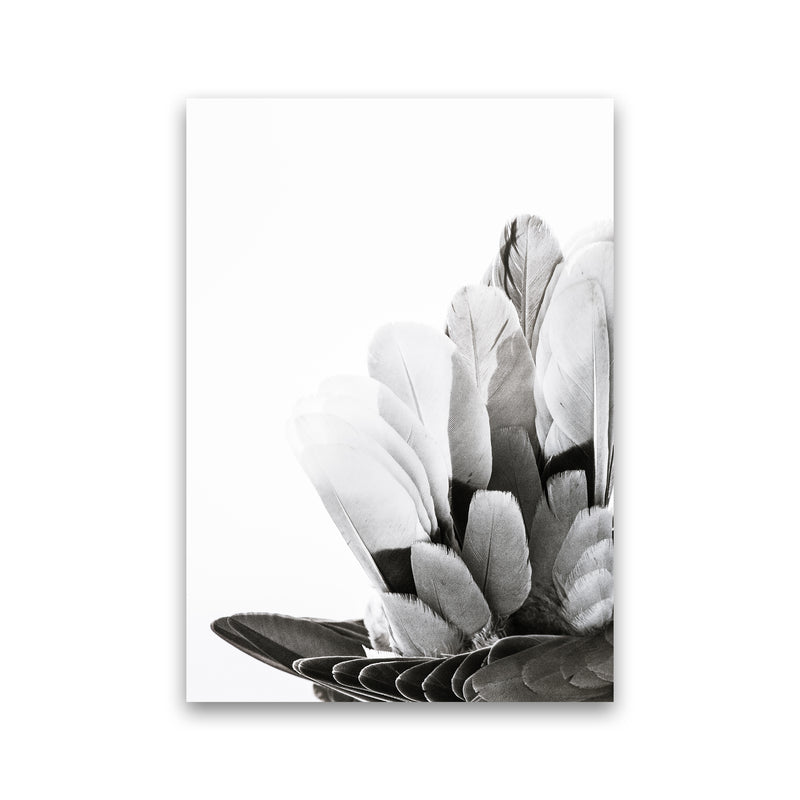 Feathers Photography Print by Victoria Frost Print Only