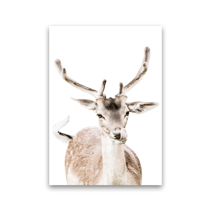 Deer I Photography Print by Victoria Frost Print Only