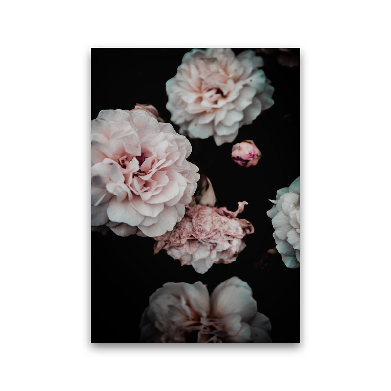 Crisp Pink Photography Print by Victoria Frost Print Only