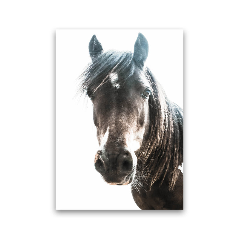 Brown Horse Photography Print by Victoria Frost Print Only